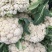 美浓80天有机青梗松花菜种子耐寒抗病花椰菜种秋季基地蔬菜