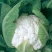 美浓80天有机青梗松花菜种子耐寒抗病花椰菜种秋季基地蔬菜