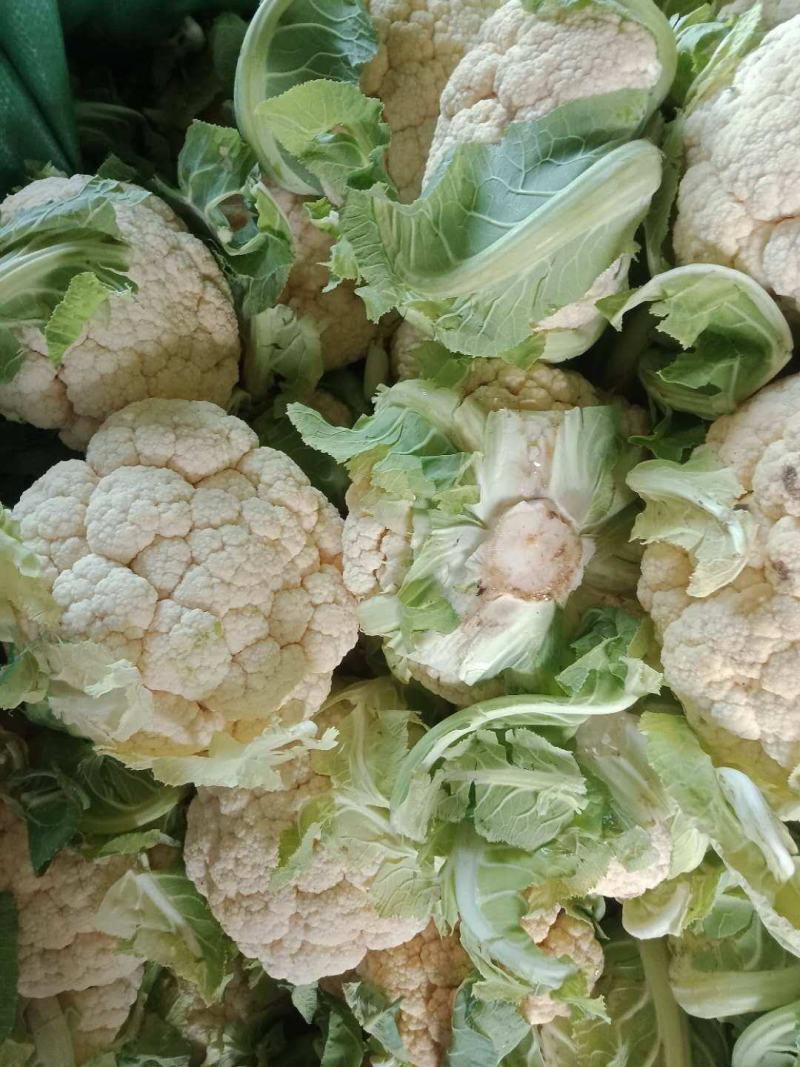 美浓80天有机青梗松花菜种子耐寒抗病花椰菜种秋季基地蔬菜
