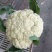 美浓80天有机青梗松花菜种子耐寒抗病花椰菜种秋季基地蔬菜