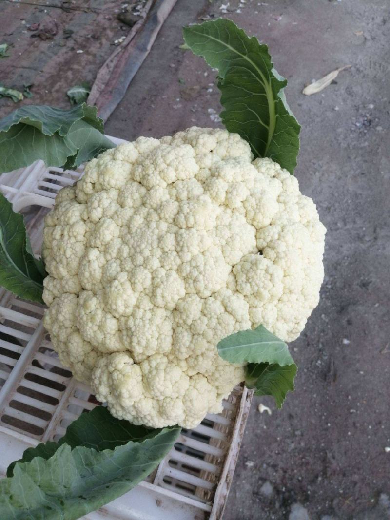 美浓80天有机青梗松花菜种子耐寒抗病花椰菜种秋季基地蔬菜