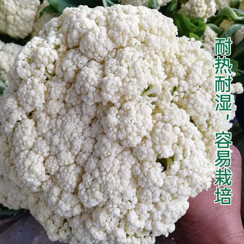 美浓80天有机青梗松花菜种子耐寒抗病花椰菜种秋季基地蔬菜
