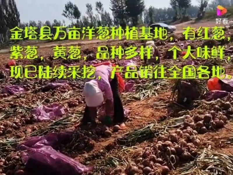 云南红葱头