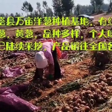 云南红葱头