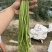 【精品】条形笔直，口感清脆，表皮光滑！无虫眼
