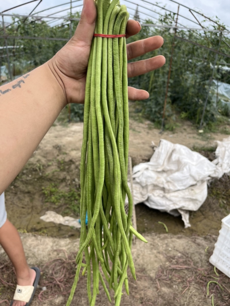【精品】条形笔直，口感清脆，表皮光滑！无虫眼
