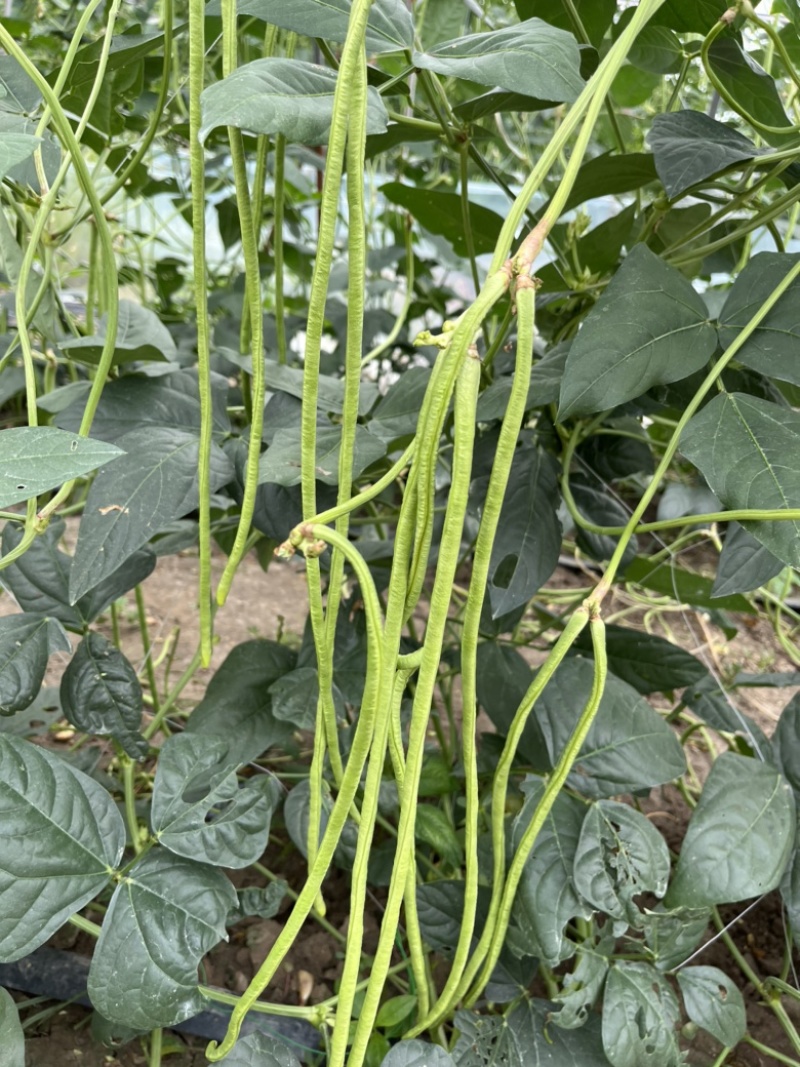 【精品】条形笔直，口感清脆，表皮光滑！无虫眼