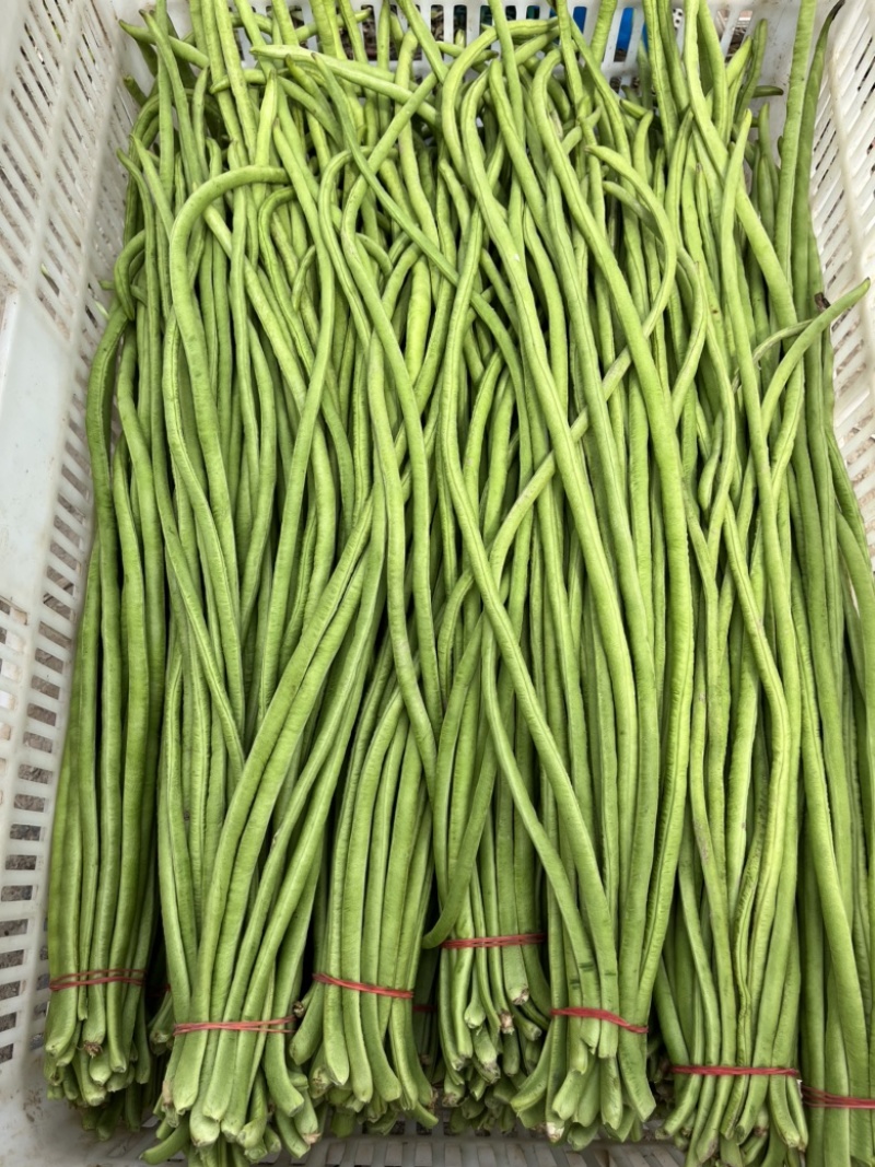 【精品】条形笔直，口感清脆，表皮光滑！无虫眼