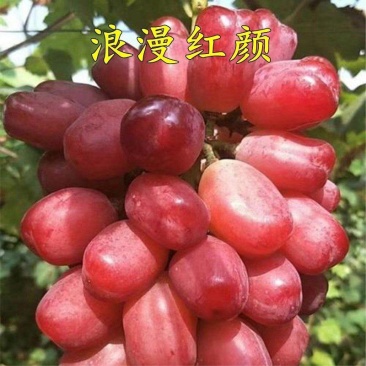 阳光玫瑰葡萄代购代销，妮娜皇后，浪漫红颜葡萄产地价格。