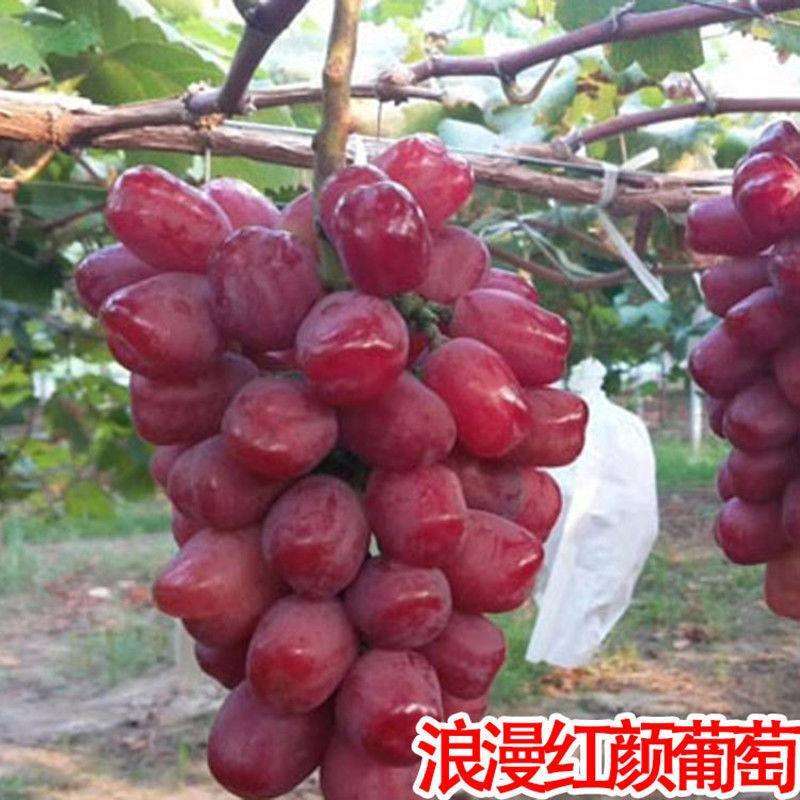 阳光玫瑰葡萄代购代销，妮娜皇后，浪漫红颜葡萄产地价格。