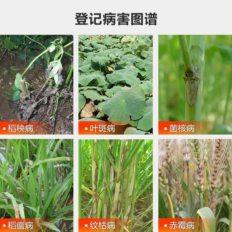 国光多菌灵植物花卉家用杀菌剂月季黑斑病多肉烟煤黑腐病花药