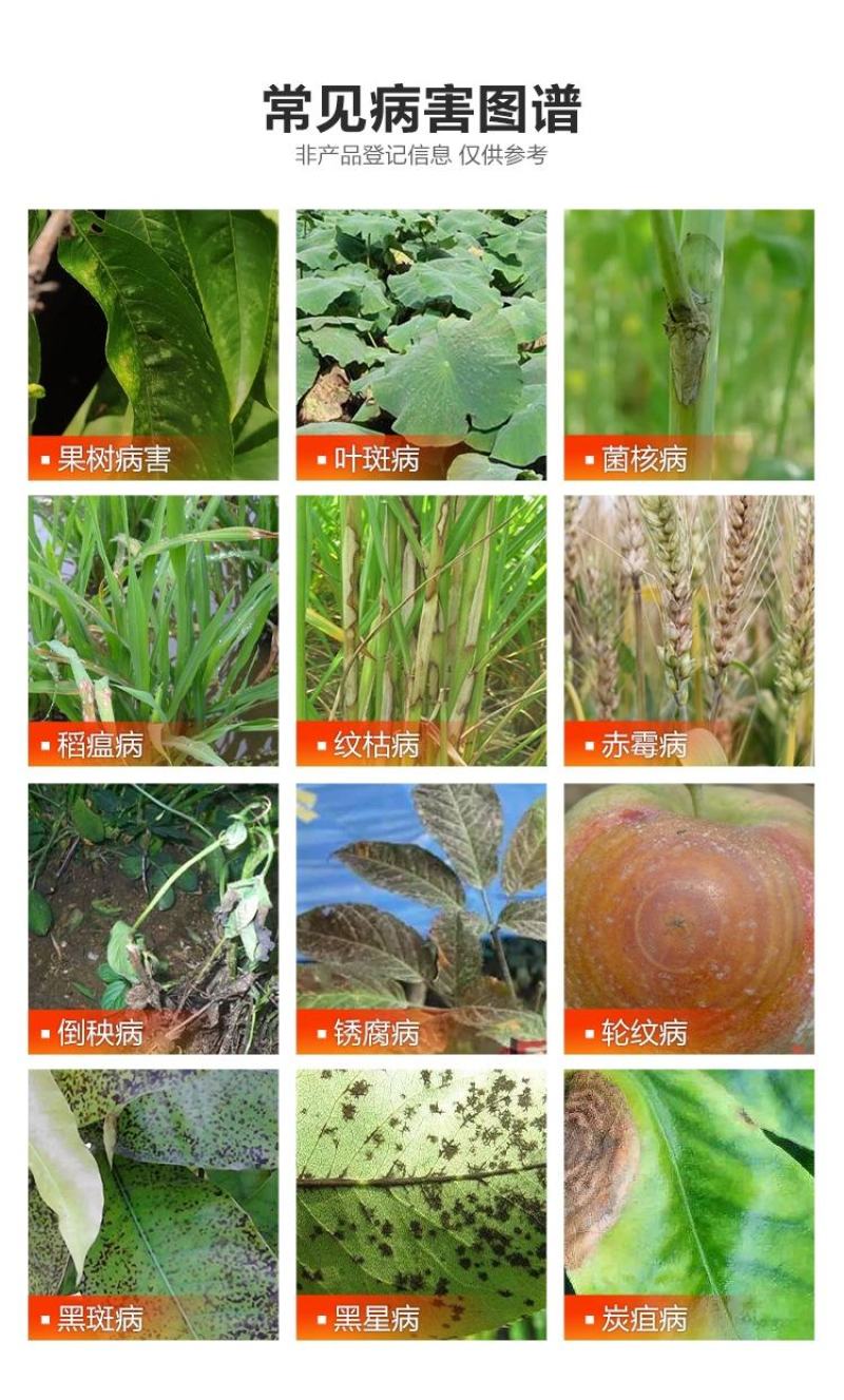 国光多菌灵植物花卉家用杀菌剂月季黑斑病多肉烟煤黑腐病花药