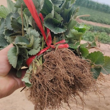 隋珠草莓苗香野草莓苗越秀草莓苗低温发货