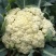 欧兰德川岛松花60精品优质花菜种子春夏秋季早熟耐热花椰
