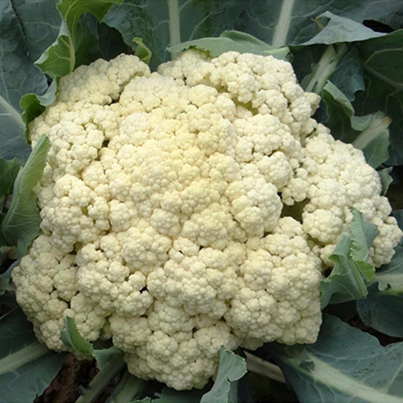 欧兰德川岛松花60精品优质花菜种子春夏秋季早熟耐热花椰
