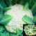 欧兰德川岛松花60精品优质花菜种子春夏秋季早熟耐热花椰