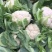 欧兰德川岛松花60精品优质花菜种子春夏秋季早熟耐热花椰
