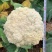 欧兰德川岛松花60精品优质花菜种子春夏秋季早熟耐热花椰