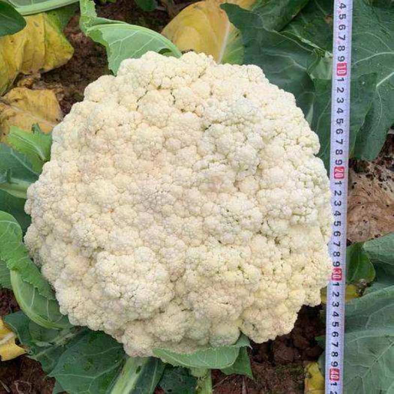 欧兰德川岛松花60精品优质花菜种子春夏秋季早熟耐热花椰
