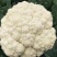 欧兰德川岛松花60精品优质花菜种子春夏秋季早熟耐热花椰