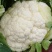 欧兰德川岛松花60精品优质花菜种子春夏秋季早熟耐热花椰