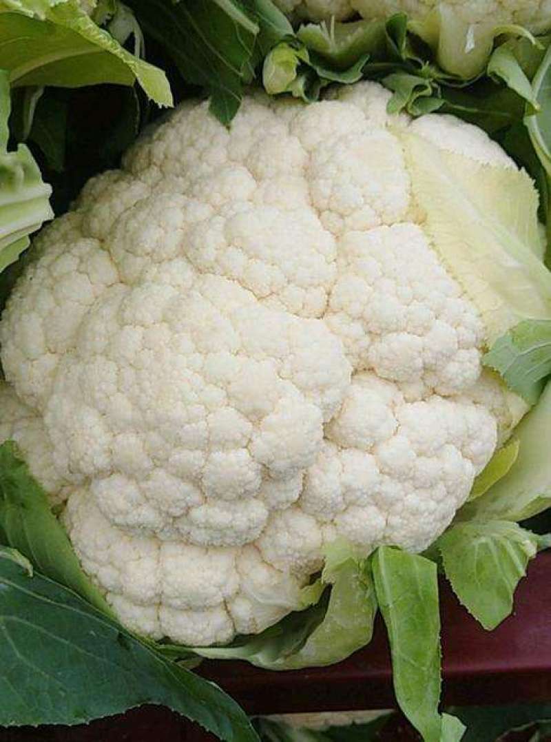 欧兰德川岛松花60精品优质花菜种子春夏秋季早熟耐热花椰
