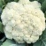 欧兰德川岛松花60精品优质花菜种子春夏秋季早熟耐热花椰