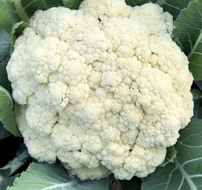 欧兰德川岛松花60精品优质花菜种子春夏秋季早熟耐热花椰