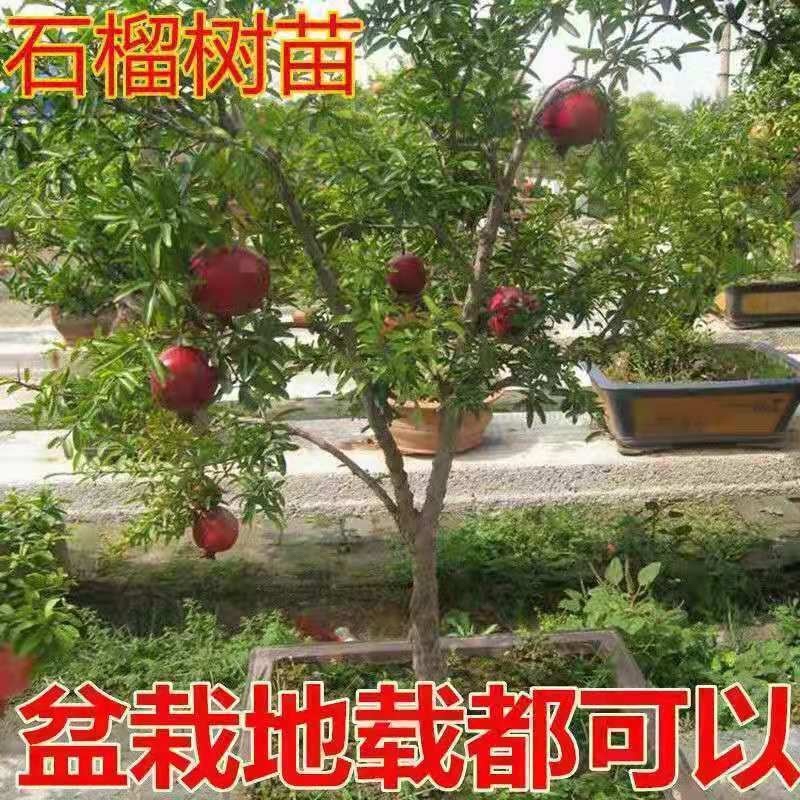 优质蒙阳红石榴苗口感纯甜南北方都可种植包邮发货