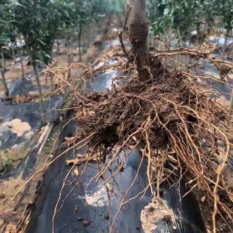 优质蒙阳红石榴苗口感纯甜南北方都可种植包邮发货