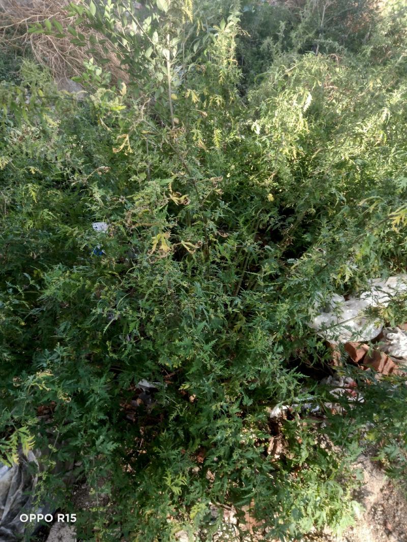 内蒙古草原荨麻草蜇人草咬人草现菜现发