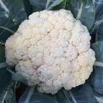 松花80花菜种子白色花椰菜耐热抗雨耐湿有机花菜种高产量