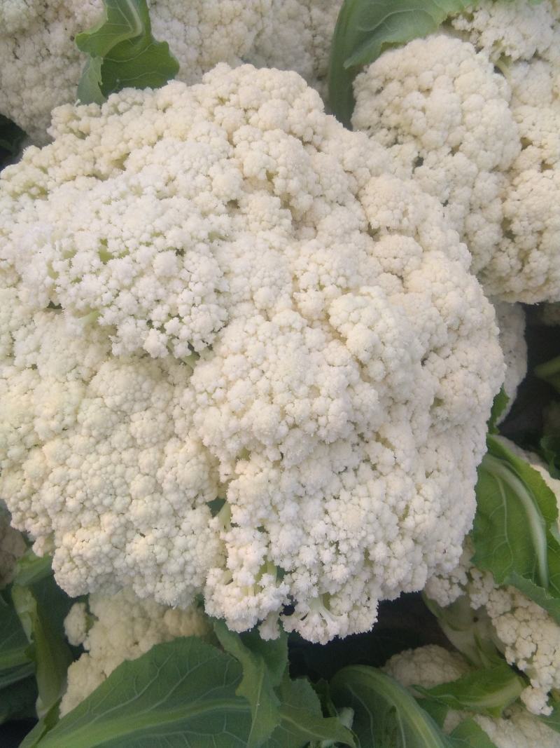 松花80花菜种子白色花椰菜耐热抗雨耐湿有机花菜种高产量