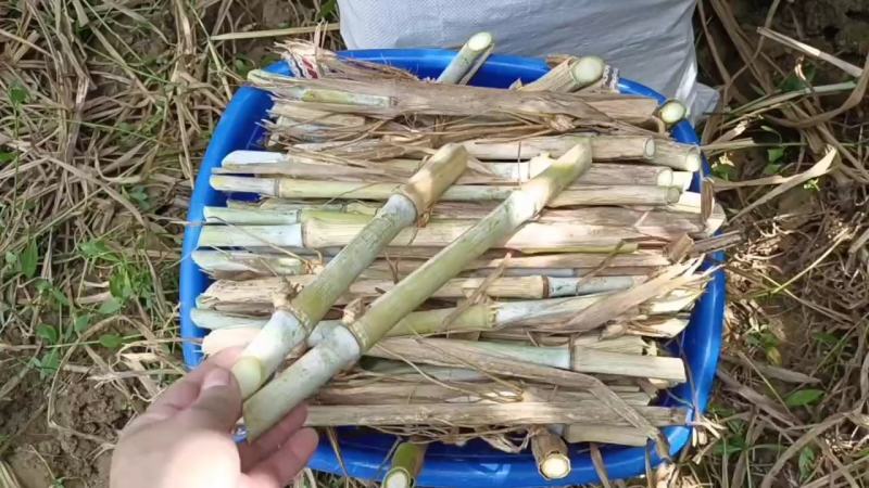 高产优质牧草巨菌草种植牛羊专用青饲料
