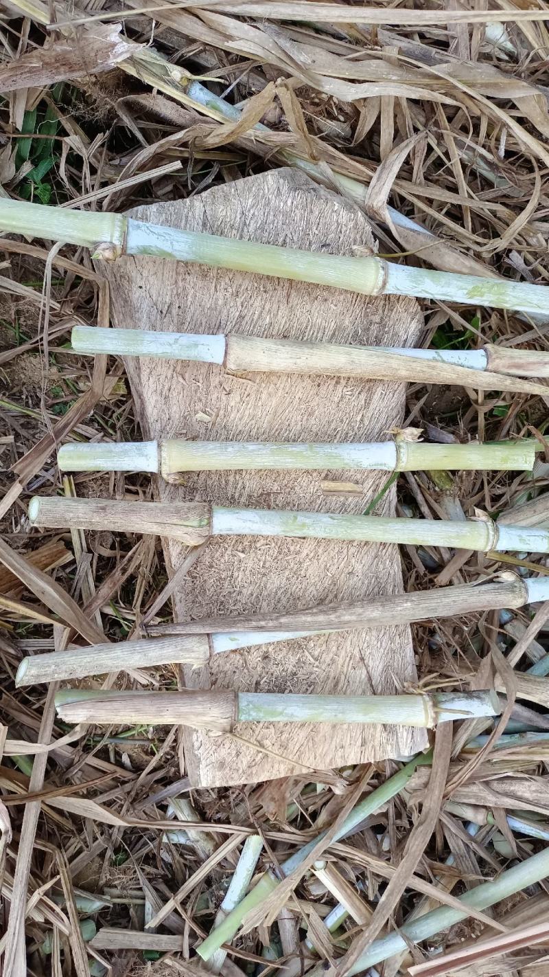 高产优质牧草巨菌草种植牛羊专用青饲料