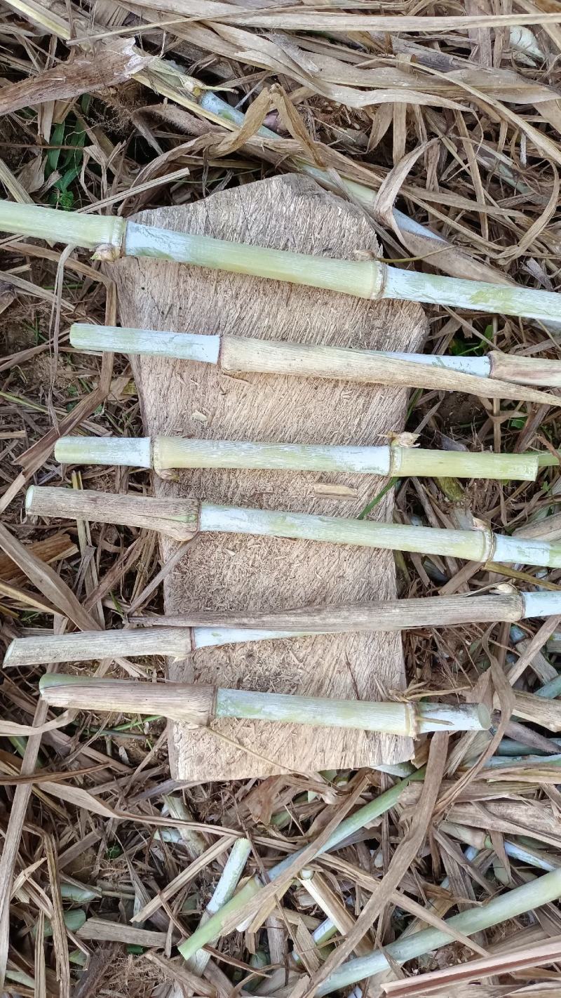 高产优质牧草巨菌草种植牛羊专用青饲料