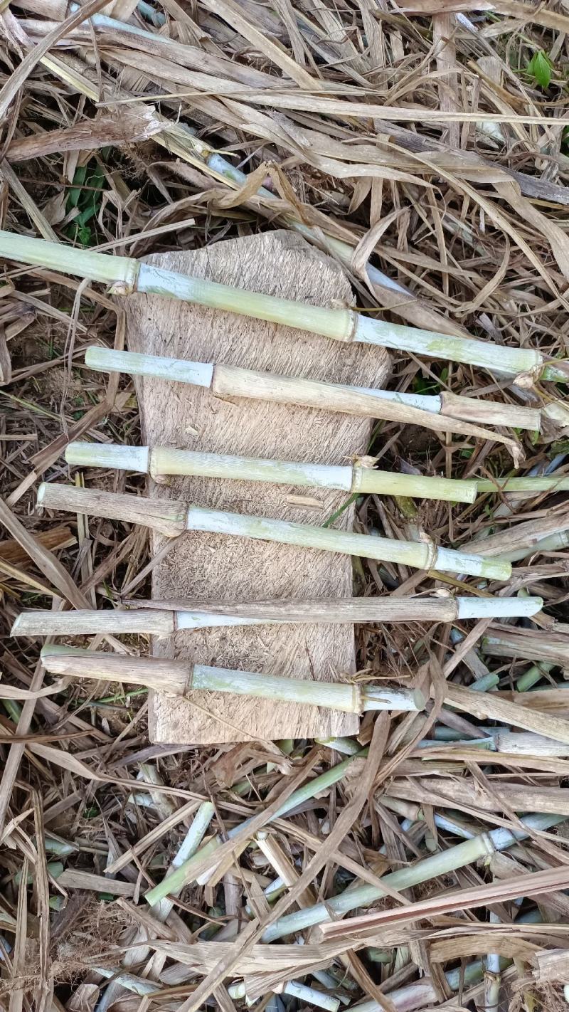 高产优质牧草巨菌草种植牛羊专用青饲料