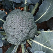 西兰花种子四季播种绿霸王花椰菜籽耐寒高产阳台大田菜园庭院