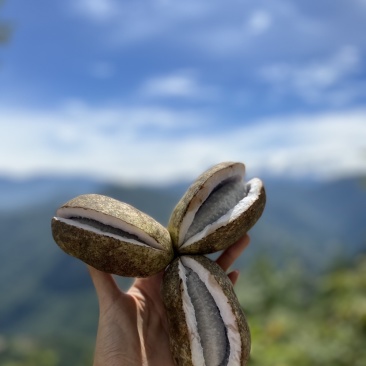 野生八月瓜