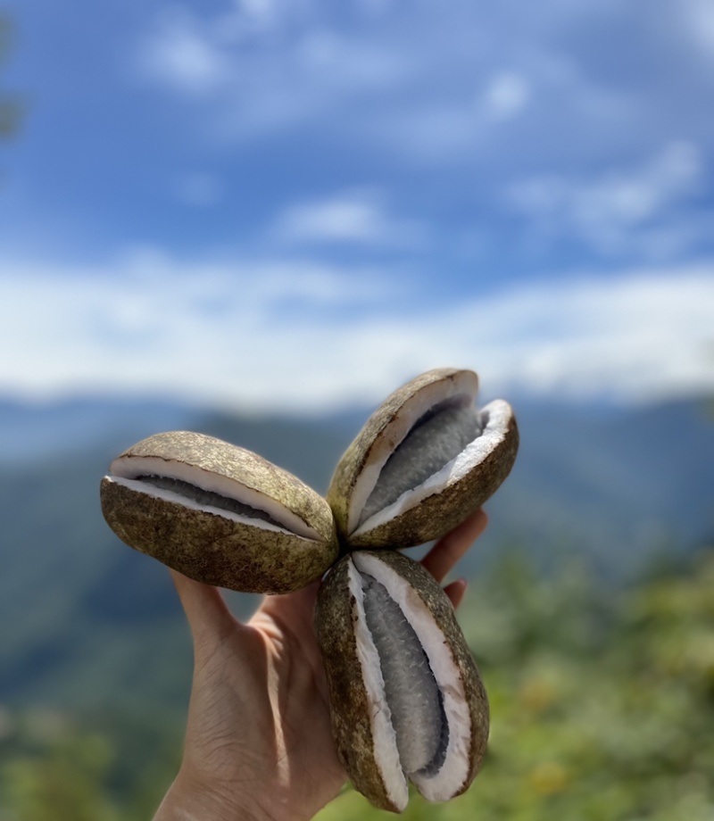 野生八月瓜