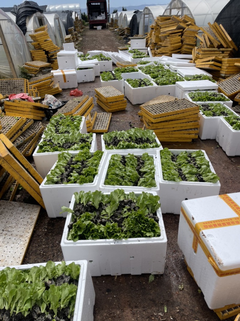 圆球生菜苗西生菜苗质量保证货源充足包成活根系好壮实