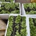圆球生菜苗西生菜苗质量保证货源充足包成活根系好壮实