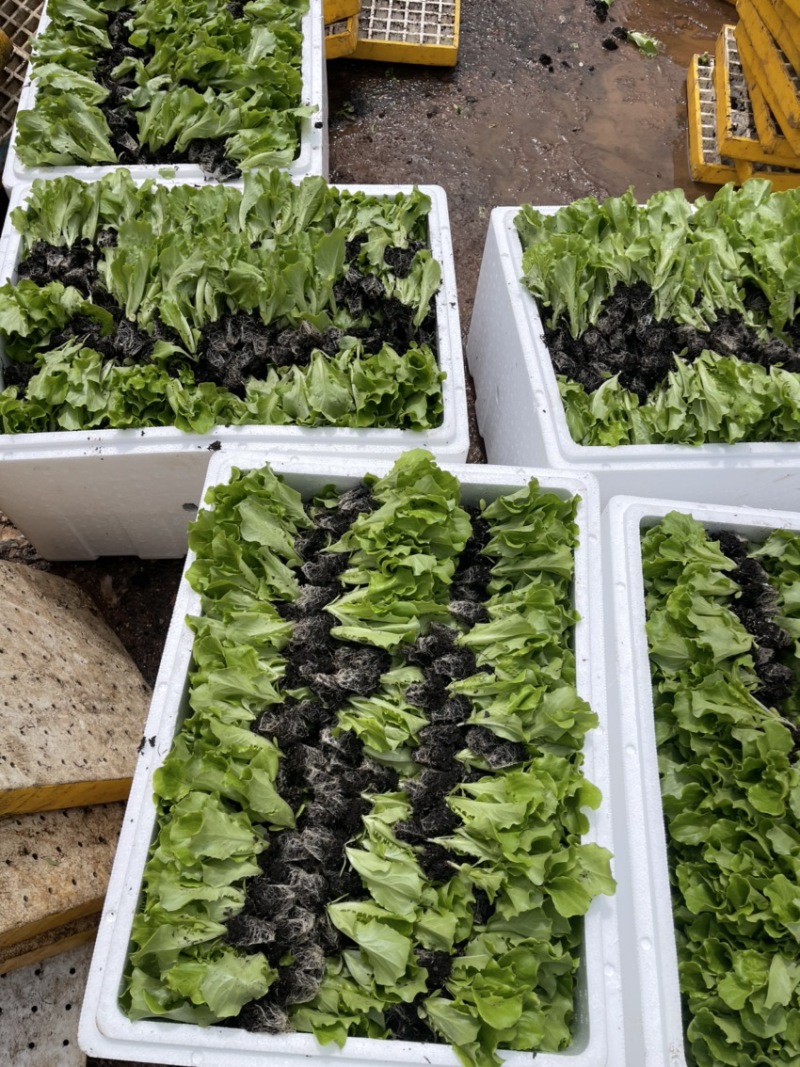 圆球生菜苗西生菜苗质量保证货源充足包成活根系好壮实