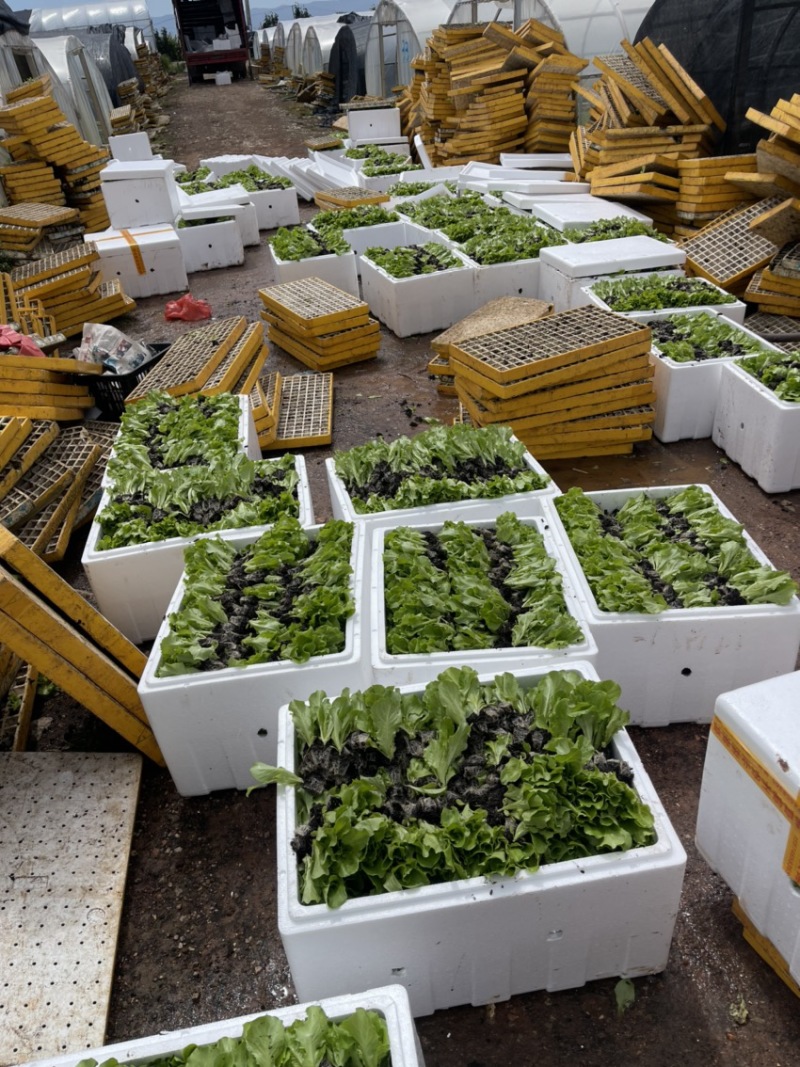 圆球生菜苗西生菜苗质量保证货源充足包成活根系好壮实