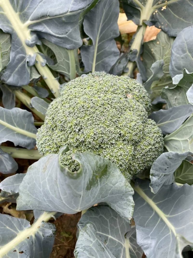 绿秀65西兰花花椰菜种籽种子绿菜花早熟花菜西蓝花春秋