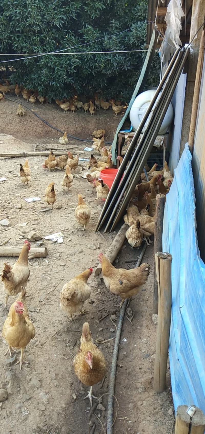 鸡蛋林下散养土鸡蛋，口感香甜，保质保量。