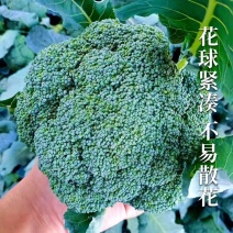 川禾耐寒花王西兰花种子早中熟90天球面光滑青花花椰菜