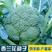 川禾耐寒花王西兰花种子早中熟90天球面光滑青花花椰菜
