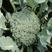 川禾耐寒花王西兰花种子早中熟90天球面光滑青花花椰菜