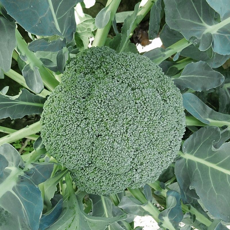 川禾耐寒花王西兰花种子早中熟90天球面光滑青花花椰菜
